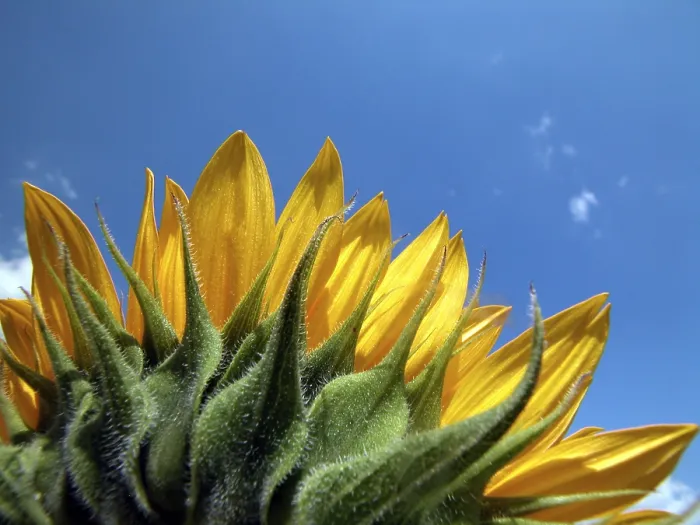 Gerahmter Druck : Sunflower Gerahmter Druck : Sunflower