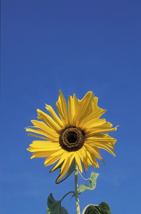 Gerahmter Druck : Sunflower Gerahmter Druck : Sunflower