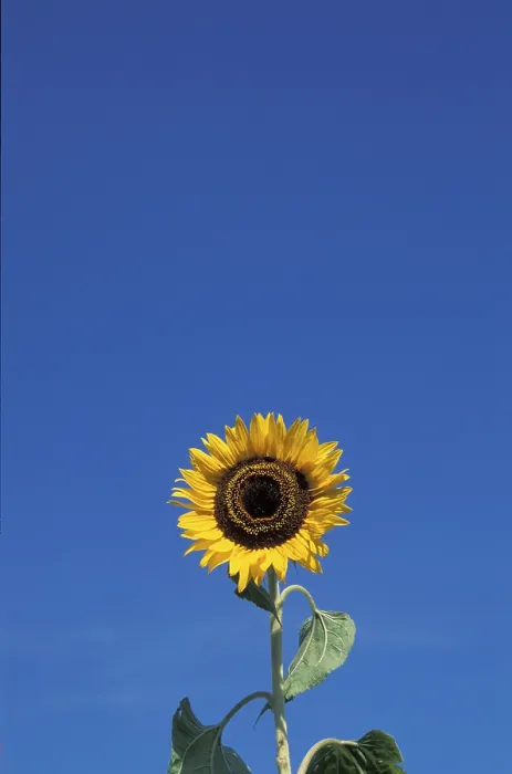 Gerahmter Druck : Sunflower Gerahmter Druck : Sunflower