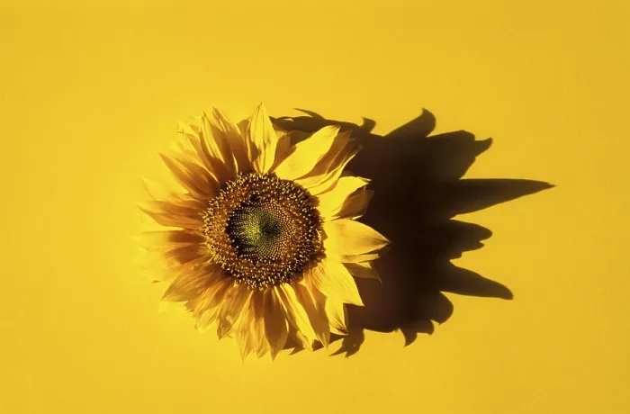 Gerahmter Druck : Sunflower Gerahmter Druck : Sunflower