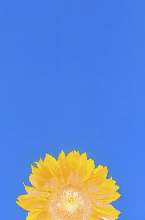 Gerahmter Druck : Sunflower Gerahmter Druck : Sunflower