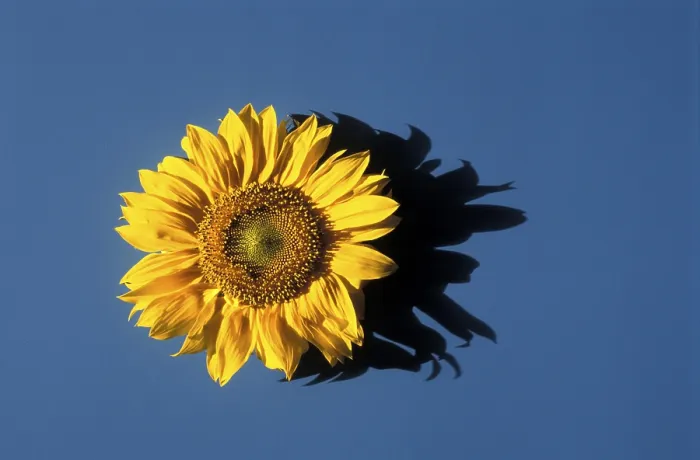 Gerahmter Druck : Sunflower Gerahmter Druck : Sunflower