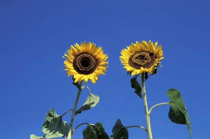 Gerahmter Druck : Sunflower Gerahmter Druck : Sunflower