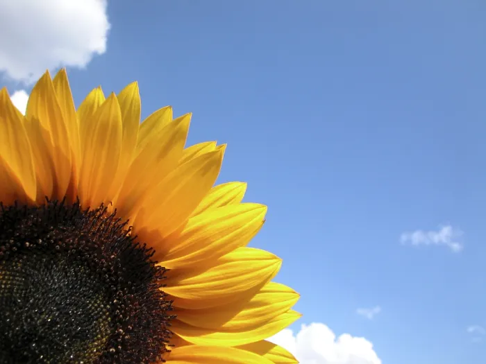 Gerahmter Druck : Sunflower Gerahmter Druck : Sunflower