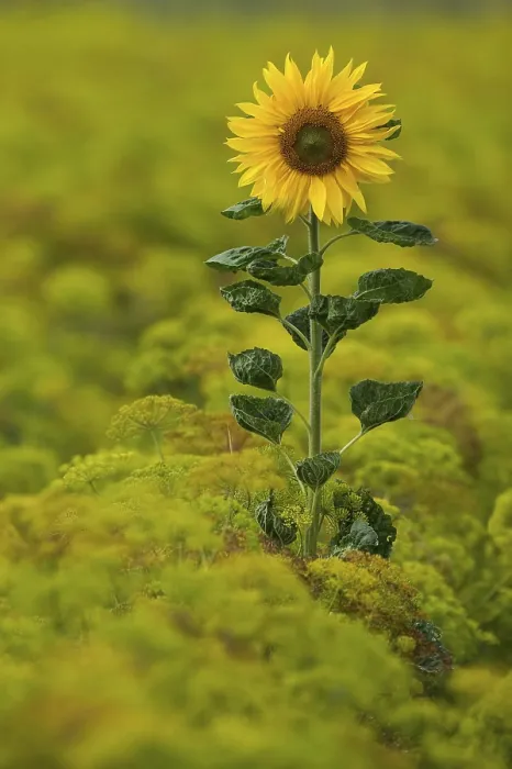 Gerahmter Druck : Sunflower Gerahmter Druck : Sunflower