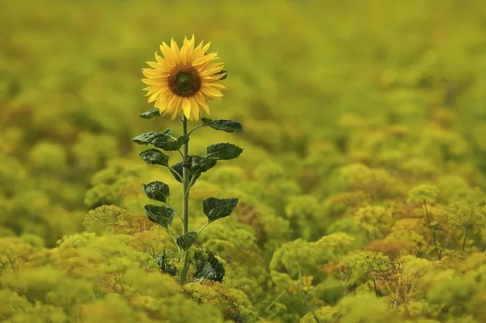 Gerahmter Druck : Sunflower Gerahmter Druck : Sunflower