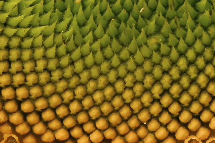 Gerahmter Druck : Sunflower Gerahmter Druck : Sunflower