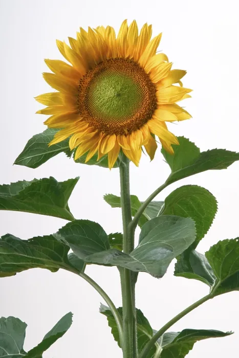 Gerahmter Druck : Sunflower Gerahmter Druck : Sunflower