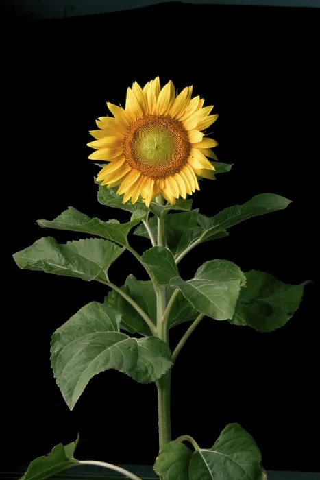 Gerahmter Druck : Sunflower Gerahmter Druck : Sunflower