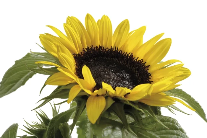 Gerahmter Druck : Sunflower Gerahmter Druck : Sunflower