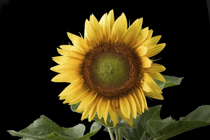 Gerahmter Druck : Sunflower Gerahmter Druck : Sunflower
