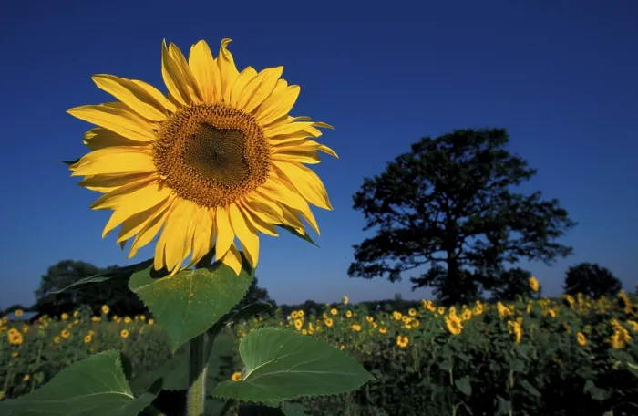 Gerahmter Druck : Sunflower Gerahmter Druck : Sunflower