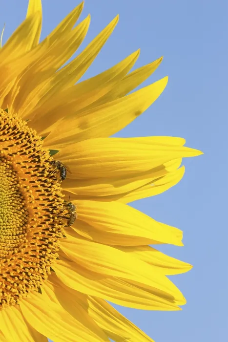 Gerahmter Druck : Sunflower Gerahmter Druck : Sunflower