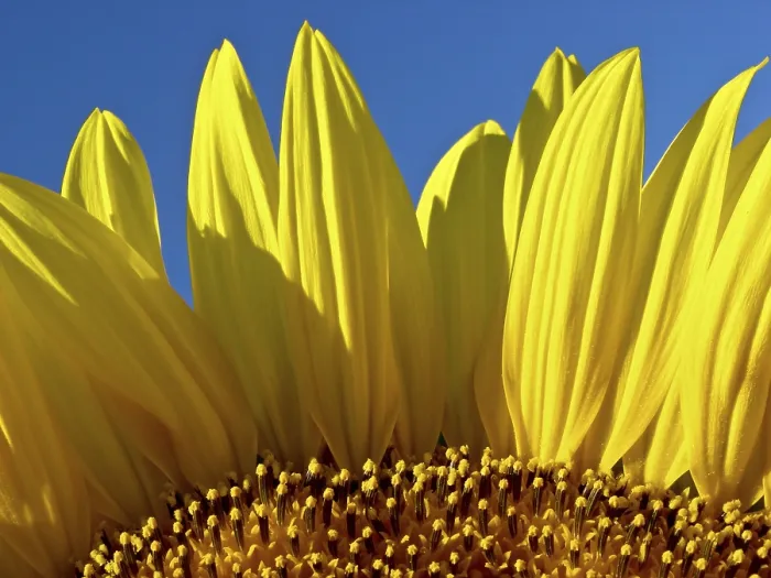 Gerahmter Druck : Sunflower Gerahmter Druck : Sunflower