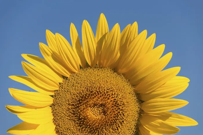 Gerahmter Druck : Sunflower Gerahmter Druck : Sunflower
