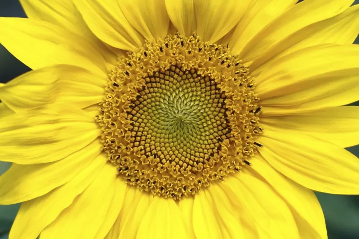 Gerahmter Druck : Sunflower Gerahmter Druck : Sunflower