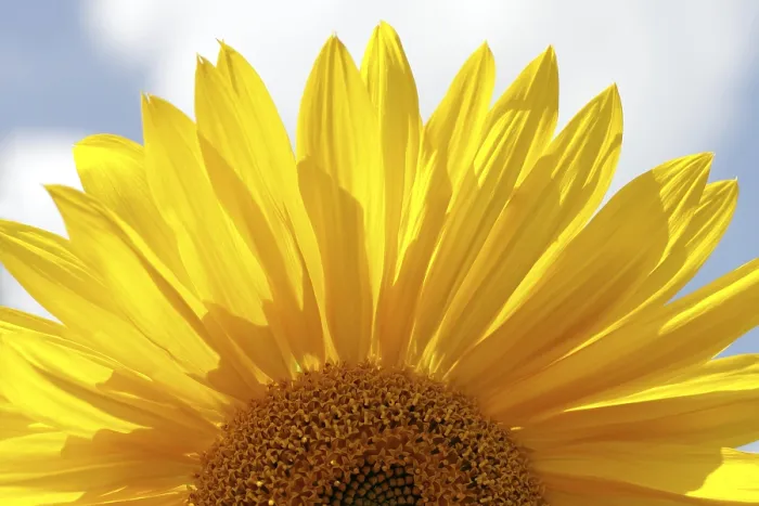 Gerahmter Druck : Sunflower Gerahmter Druck : Sunflower