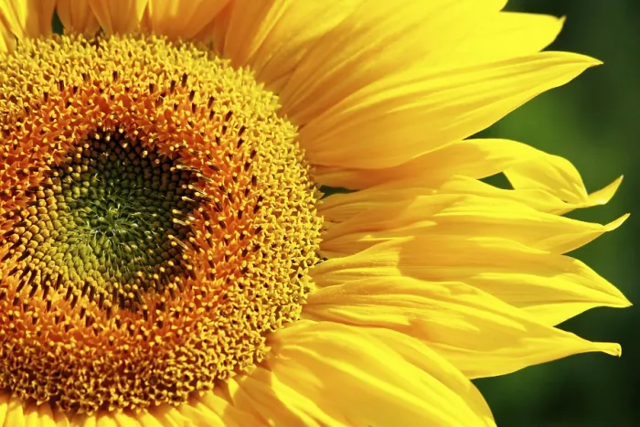 Gerahmter Druck : Sunflower Gerahmter Druck : Sunflower