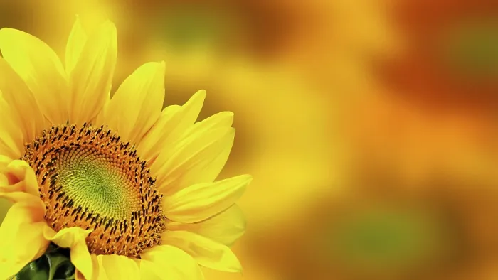 Gerahmter Druck : Sunflower