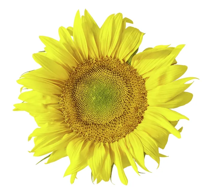Gerahmter Druck : Sunflower Gerahmter Druck : Sunflower