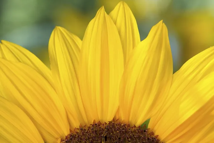 Gerahmter Druck : Ein Detail einer Sonnenblume. Gerahmter Druck : Ein Detail einer Sonnenblume.