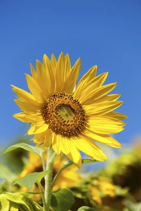 Gerahmter Druck : Sunflower Gerahmter Druck : Sunflower