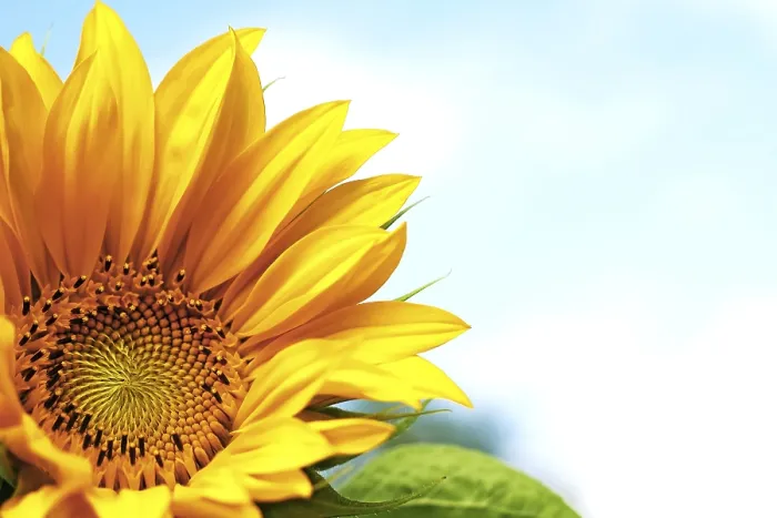 Gerahmter Druck : Sunflower Gerahmter Druck : Sunflower