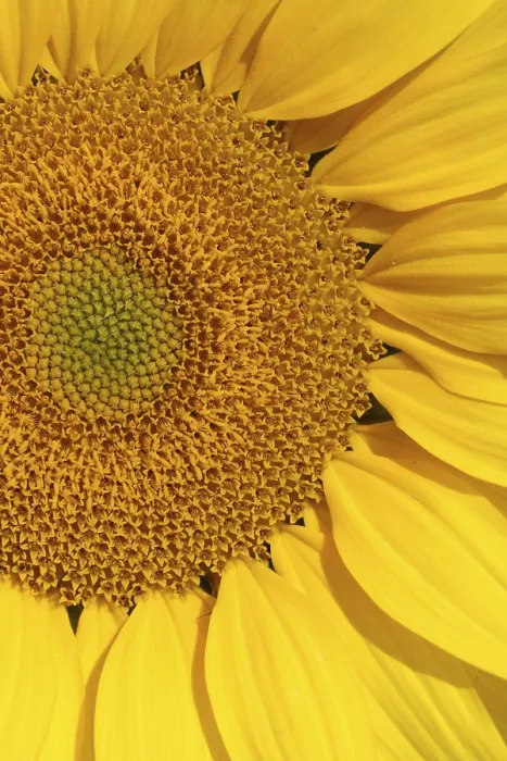 Gerahmter Druck : sunflower Gerahmter Druck : sunflower