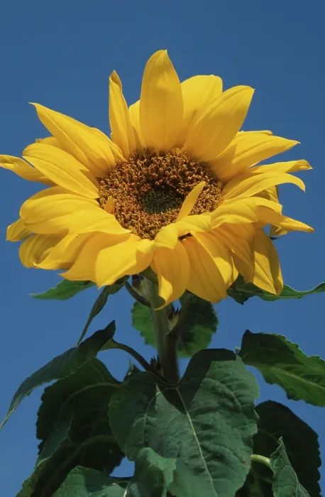 Gerahmter Druck : Sunflower Gerahmter Druck : Sunflower