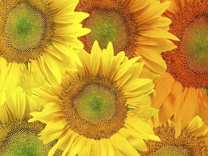Gerahmter Druck : Sonnenblumenhintergrund Gerahmter Druck : Sonnenblumenhintergrund