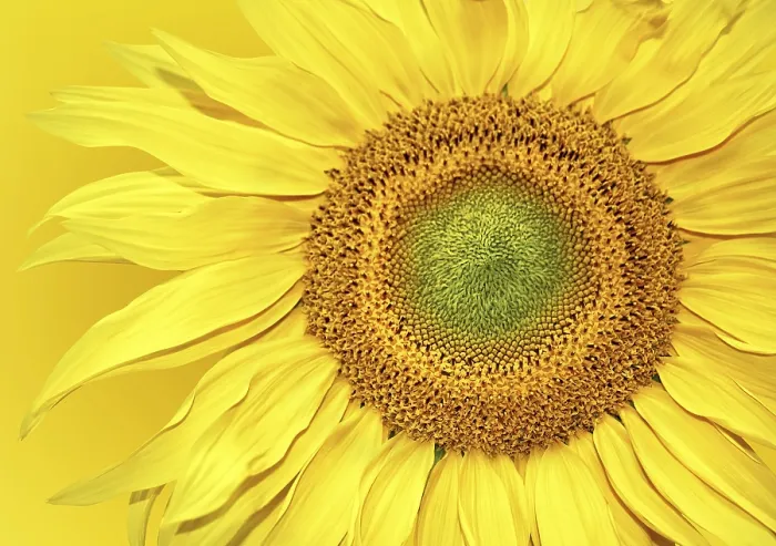 Gerahmter Druck : Sonnenblumenhintergrund Gerahmter Druck : Sonnenblumenhintergrund
