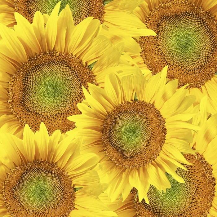 Gerahmter Druck : Sonnenblumenhintergrund Gerahmter Druck : Sonnenblumenhintergrund