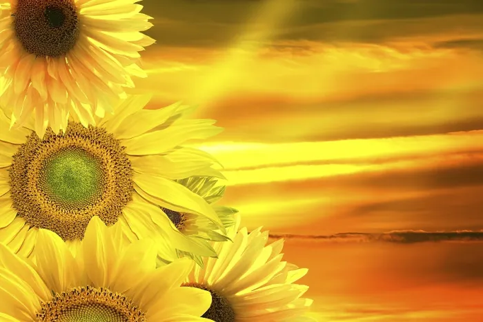 Gerahmter Druck : Sonnenblumenbanner Gerahmter Druck : Sonnenblumenbanner