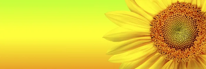 Gerahmter Druck : Sonnenblumenbanner
