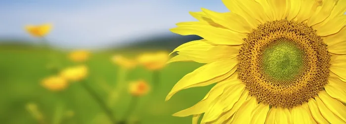 Gerahmter Druck : Sonnenblumenbanner Gerahmter Druck : Sonnenblumenbanner