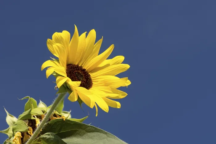 Gerahmter Druck : Sonnenblume vor blauem Himmel. Gerahmter Druck : Sonnenblume vor blauem Himmel.