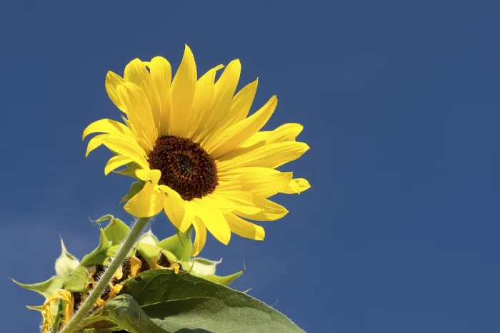 Gerahmter Druck : Sonnenblume vor blauem Himmel. Gerahmter Druck : Sonnenblume vor blauem Himmel.