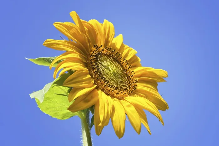Gerahmter Druck : Sonnenblume am blauen Himmel. Gerahmter Druck : Sonnenblume am blauen Himmel.