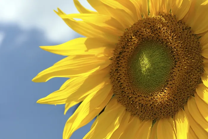 Gerahmter Druck : Sonnenblumenaufnahme Gerahmter Druck : Sonnenblumenaufnahme