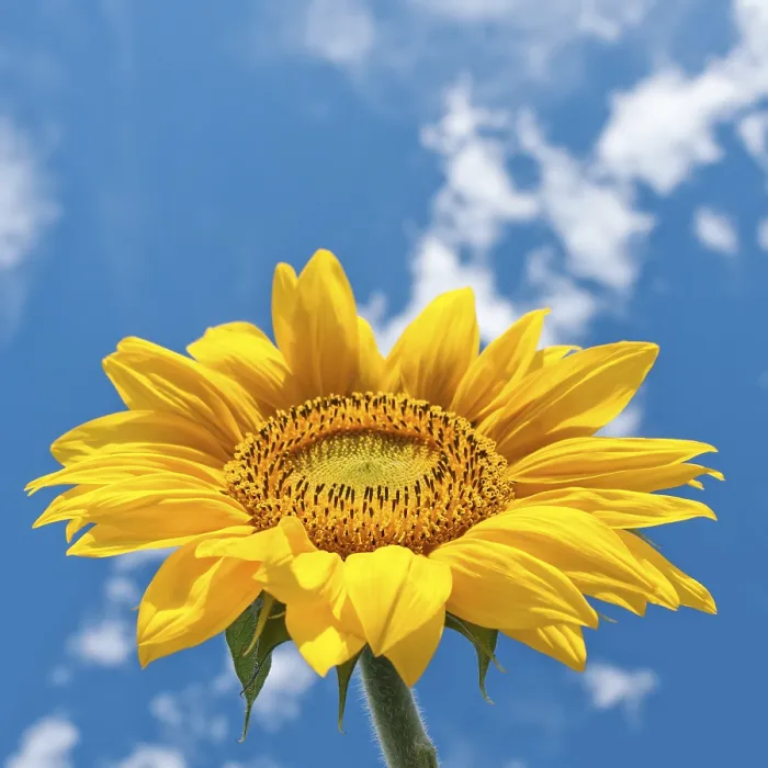 Gerahmter Druck : Sonnenblume am bewölkten Himmel. Gerahmter Druck : Sonnenblume am bewölkten Himmel.