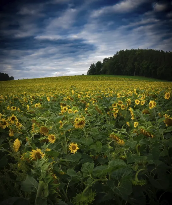 Gerahmter Druck : Sonnenblumenfeld Gerahmter Druck : Sonnenblumenfeld
