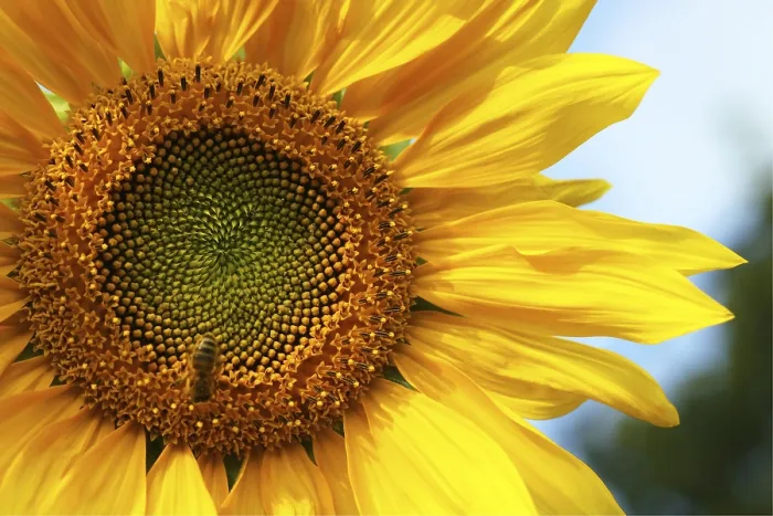 Gerahmter Druck : Sonnenblume im Feld. Gerahmter Druck : Sonnenblume im Feld.