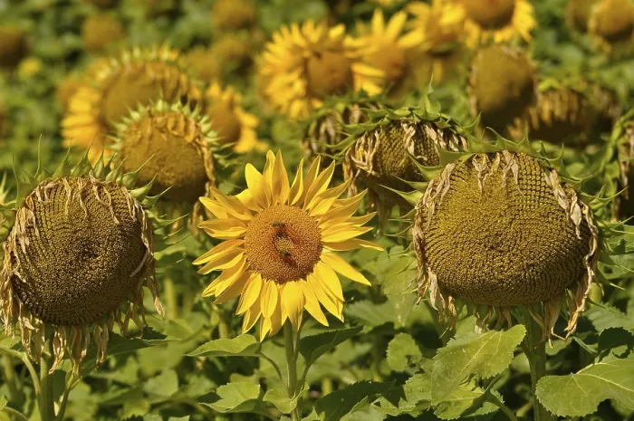 Gerahmter Druck : Sonnenblumenfeld Gerahmter Druck : Sonnenblumenfeld