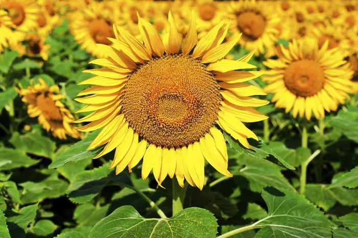 Gerahmter Druck : Sonnenblumenfeld-Hintergrund Gerahmter Druck : Sonnenblumenfeld-Hintergrund