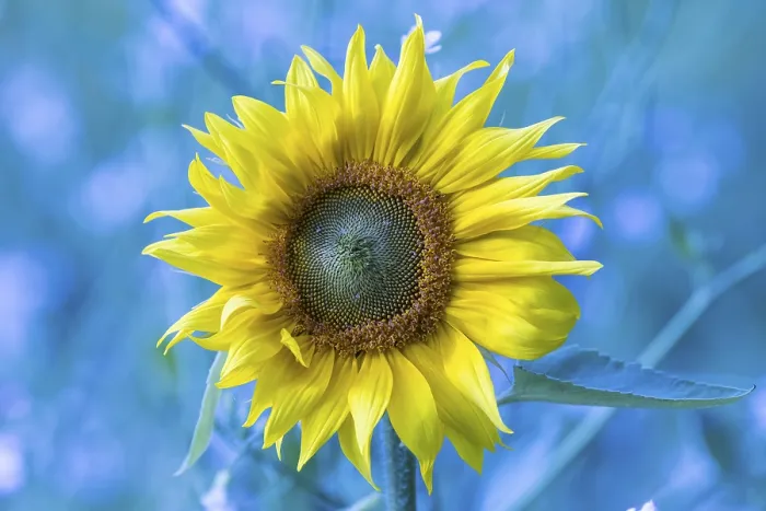 Gerahmter Druck : Sonnenblume, Deutschland.