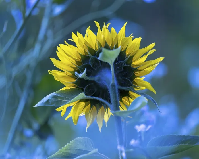 Gerahmter Druck : Sonnenblume, Deutschland Gerahmter Druck : Sonnenblume, Deutschland