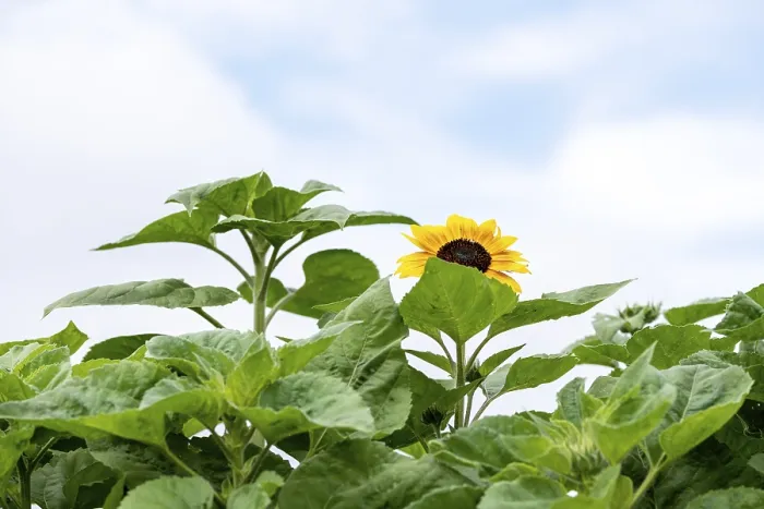 Gerahmter Druck : Sonnenblume, Deutschland Gerahmter Druck : Sonnenblume, Deutschland