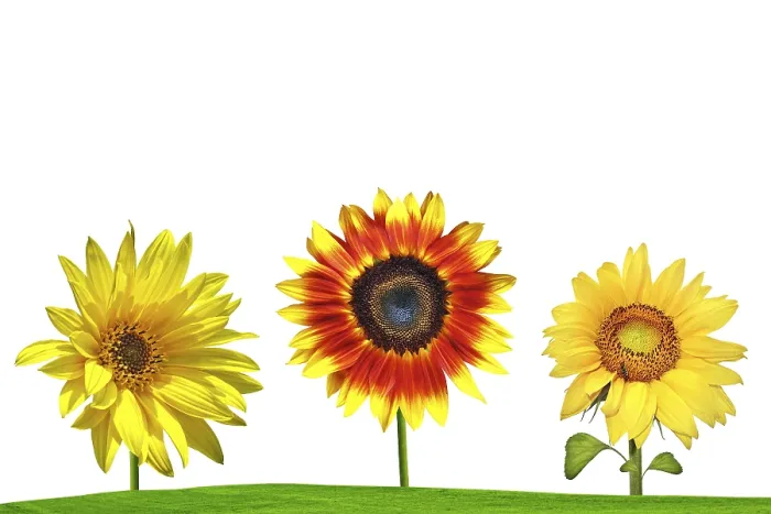 Gerahmter Druck : Sonnenblume auf grünem Feld. Gerahmter Druck : Sonnenblume auf grünem Feld.