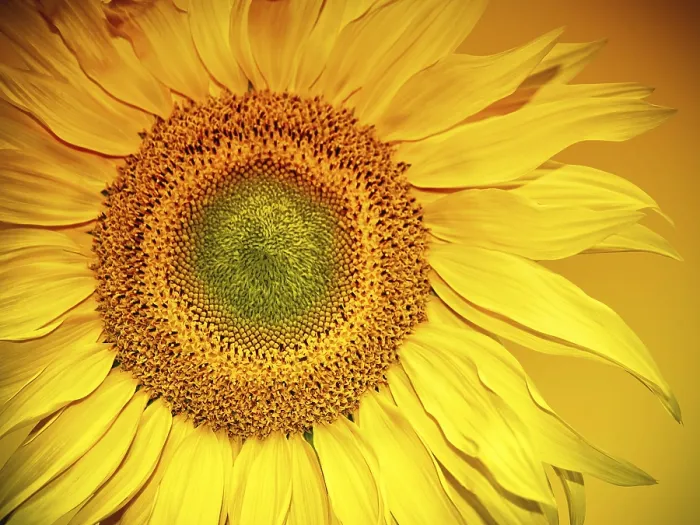 Gerahmter Druck : Sonnenblumenkopf Gerahmter Druck : Sonnenblumenkopf