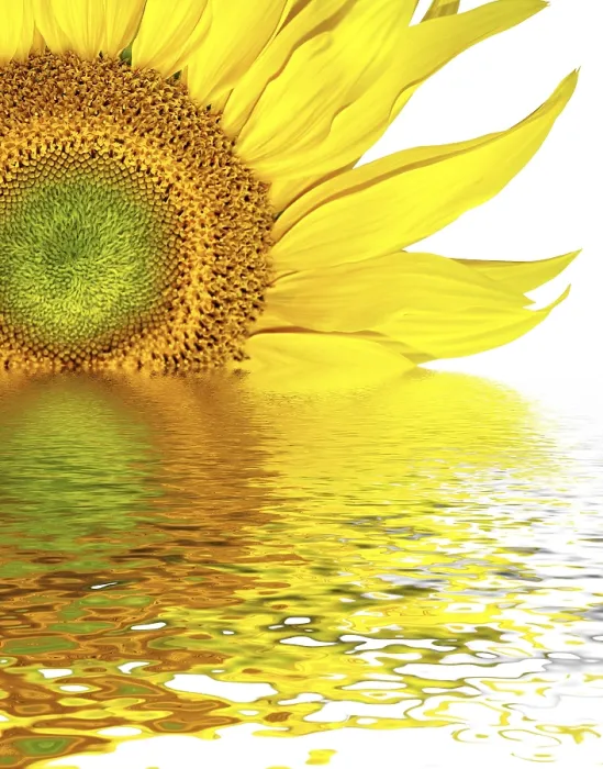 Gerahmter Druck : Sonnenblumenkopf-Hintergrund Gerahmter Druck : Sonnenblumenkopf-Hintergrund
